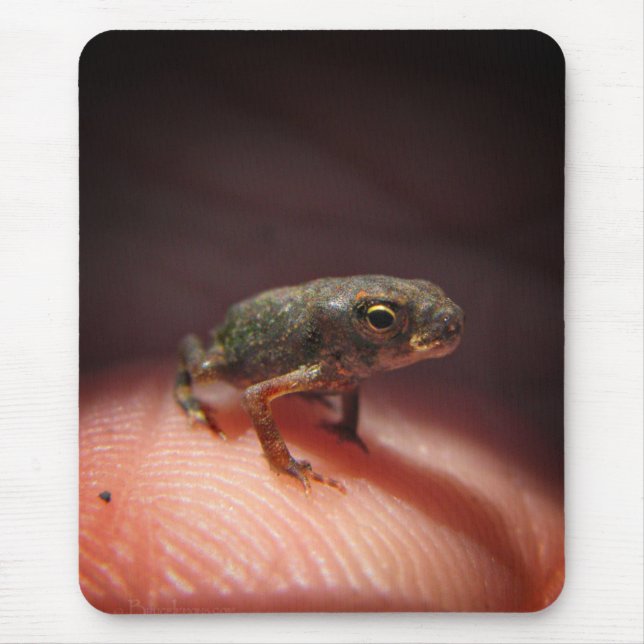 Cute Tiny Baby Toad/Tadpole Musmatta (Framsidan)