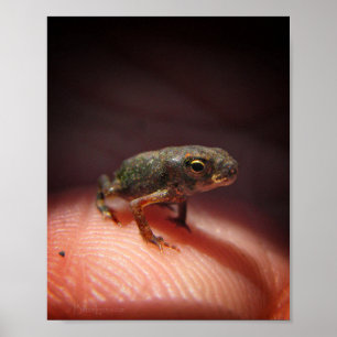 Cute Tiny Baby Toad/Tadpole Poster