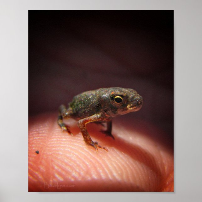 Cute Tiny Baby Toad/Tadpole Poster (Framsidan)