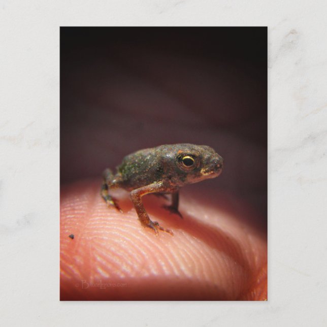 Cute Tiny Baby Toad/Tadpole Vykort (Framsida)