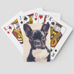 Cute Tiny Black and White Puppy Casinokort