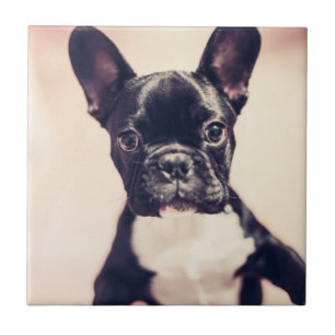 Cute Tiny Black and White Puppy Kakelplatta