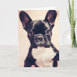 Cute Tiny Black and White Puppy Kort