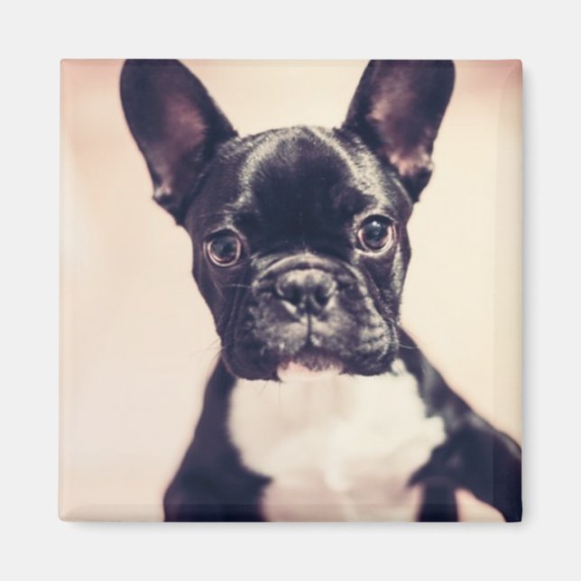 Cute Tiny Black and White Puppy Magnet (Framsidan)