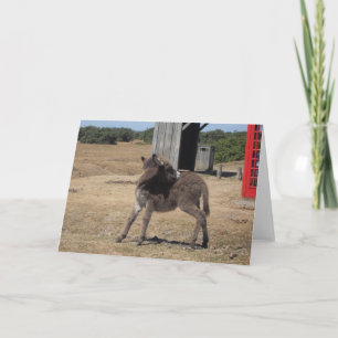 Cute Tiny Donkey Foal Kort