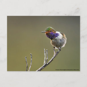 Cute Tiny Hummingbird Selasphorus flammula Vykort