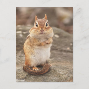 Cute Tjock & Fluffy Chipmunk-vykort Vykort
