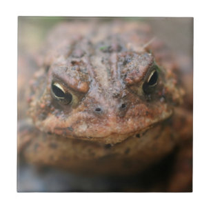 Cute Toad Ansikte Animal Kakelplatta