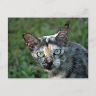 Cute Tortoiseshell Cat Photo Vykort