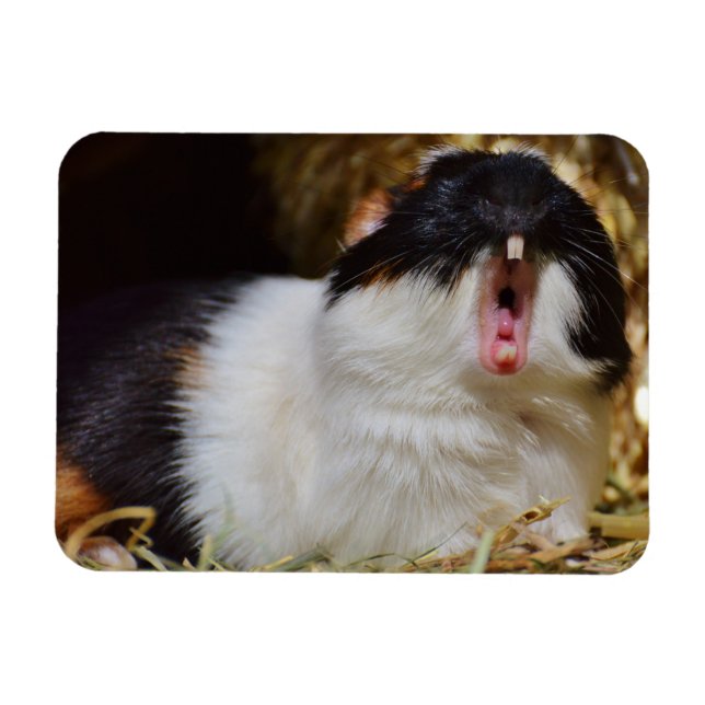 Cute Tri-färg Guinea Gris Yawning Magnet (Horisontell)