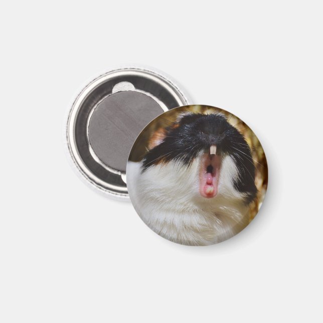 Cute Tri-färg Guinea Gris Yawning Magnet (Front/Back)