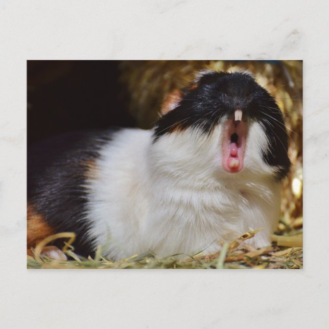 Cute Tri-färg Guinea Gris Yawning Vykort (Framsida)