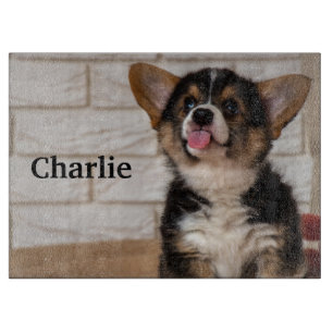 Cute Tri färg Pembroke Welsh Corgi Puppy Hund