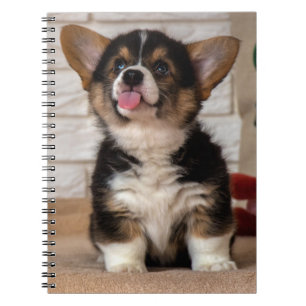 Cute Tri färg Pembroke Welsh Corgi Puppy Hund Anteckningsbok