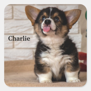 Cute Tri färg Pembroke Welsh Corgi Puppy Hund Fyrkantigt Klistermärke