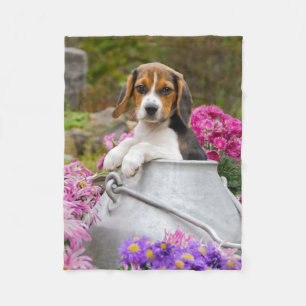 Cute Tricolor Beagle Hund Puppy in Mjölk Churn my Fleecefilt