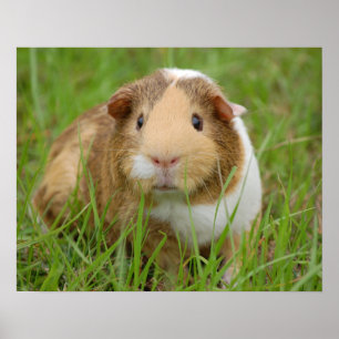 Cute Tricolor Guinea Gris i Grönt Grass Poster