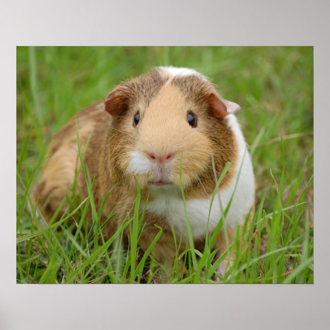 Cute Tricolor Guinea Gris i Grönt Grass Poster (Framsidan)