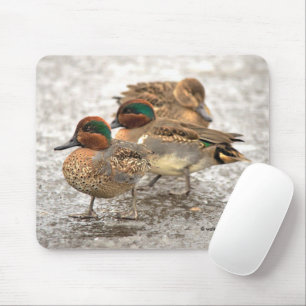 Cute Trio of Grönt-Winged Teals Ankor Musmatta