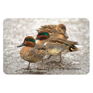 Cute Trio of Grönt-Winged Teals Magnet