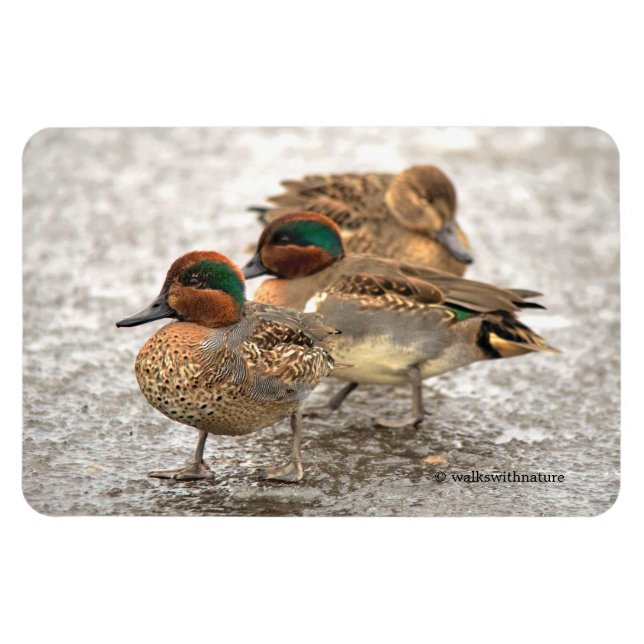Cute Trio of Grönt-Winged Teals Magnet (Horisontell)