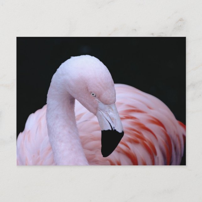Cute Tropical Rosa Flamingo Vykort (Framsida)