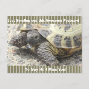 Cute Turtle "I Miss you" säger Hi Post Card Vykort