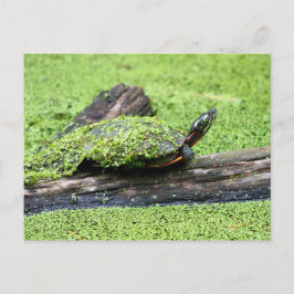 Cute Turtle täckt av grönt med Roligt. Vykort