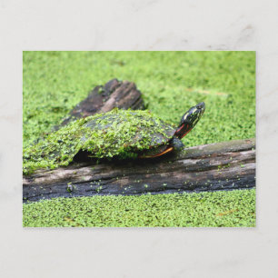Cute Turtle täckt av grönt med Roligt. Vykort