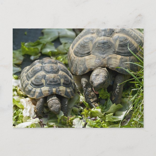 Cute Turtles Vykort (Framsida)