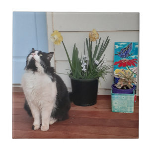 Cute Tuxedo Cat Black White Cats Blommigt Daffodil Kakelplatta