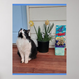 Cute Tuxedo Cat Black White Cats Blommigt Daffodil Poster