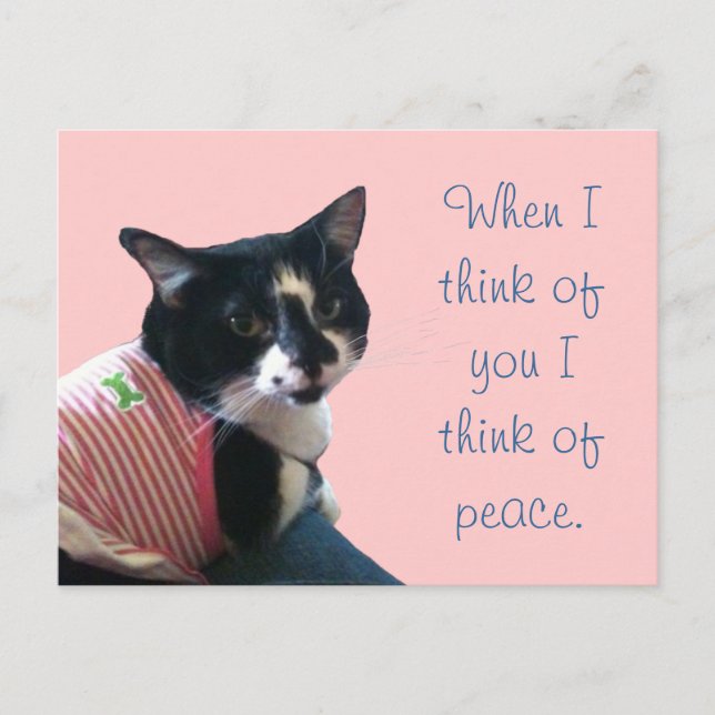 Cute Tuxedo Cat Tänka of Peace Postcards Vykort (Framsida)