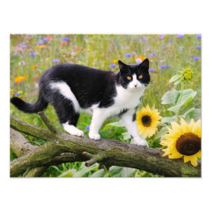 Cute tuxedo-katt på en träd-gren med solblommor fototryck