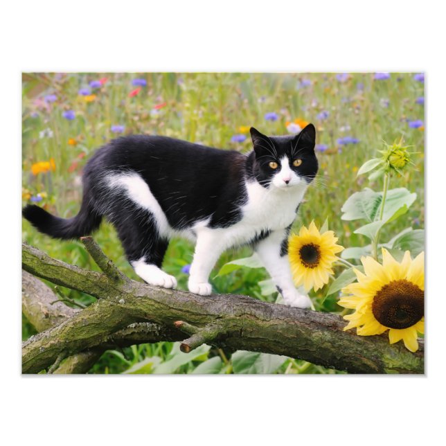 Cute tuxedo-katt på träd gren med solblommor - fototryck (Framsidan)