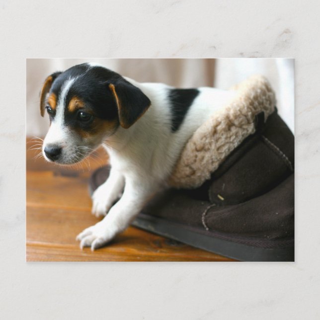 Cute Ugg Puppy Postcard (Jack Russell Terrier) Vykort (Framsida)