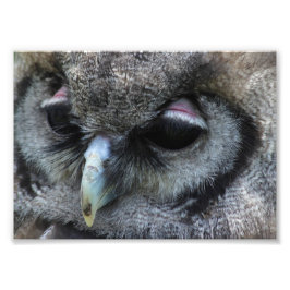 Cute Uggla Fototryck
