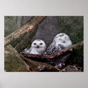 Cute Uggla Poster