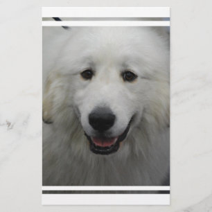 Cute Underbar White Pyrenees