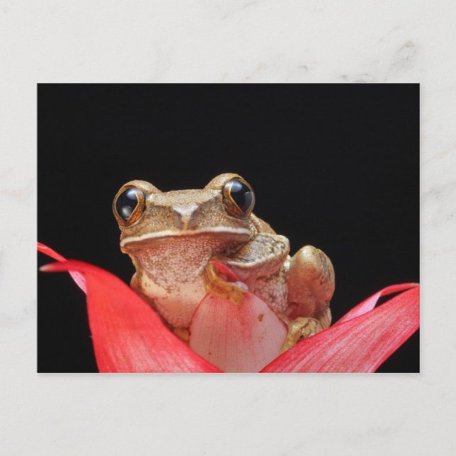 Cute, underbart Frog Holding Onto Lily - vykort (Framsida)