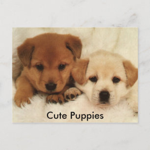 Cute-valpar Vykort
