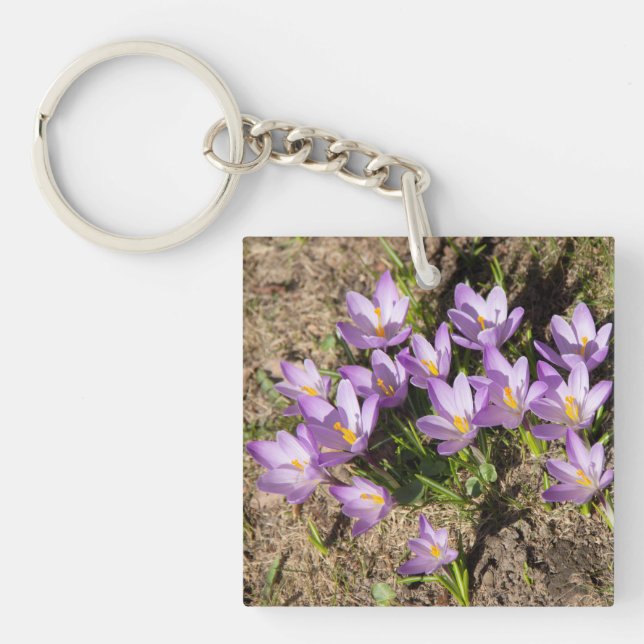 Cute vår crocuses (Framsidan)