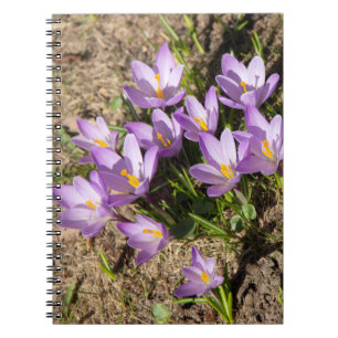 Cute vår crocuses anteckningsbok
