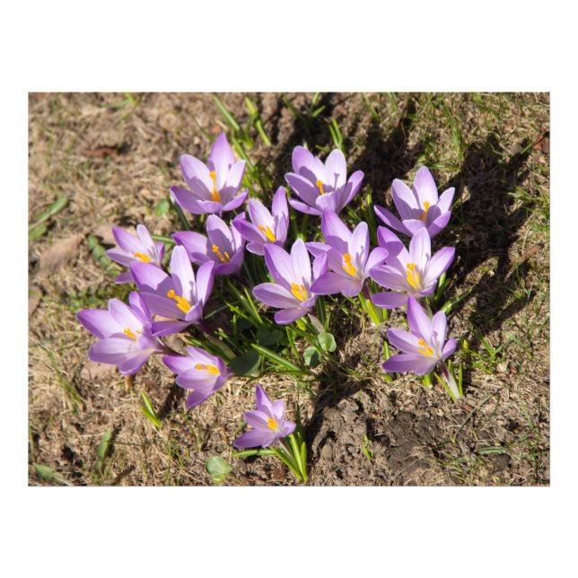 Cute vår crocuses fototryck (Framsidan)