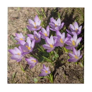 Cute vår crocuses kakelplatta