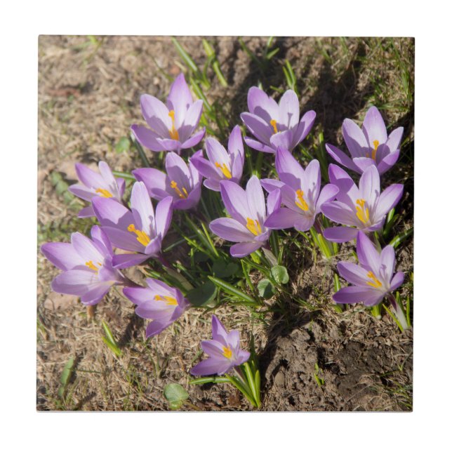Cute vår crocuses kakelplatta (Framsidan)