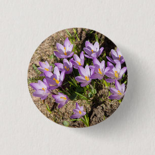 Cute vår crocuses knapp