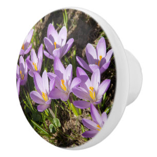 Cute vår crocuses knopp