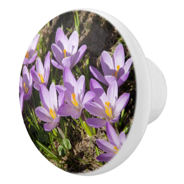 Cute vår crocuses knopp (Höger)