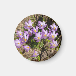 Cute vår crocuses magnet
